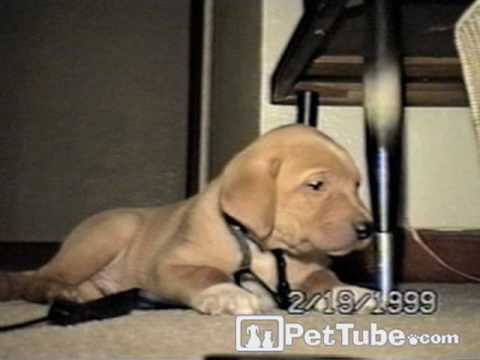 golden retriever puppy cute. Cute golden retriever puppy