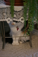 Fern