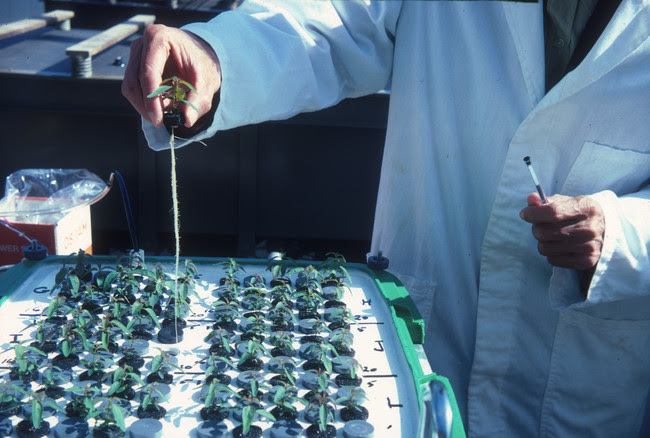 Csiro Scienceimage 1175 Forestry Scientist