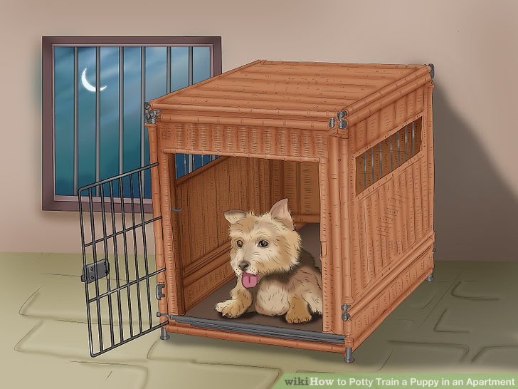 Potty Train a Puppy in an Apartment Step 8 Version 2.jpg