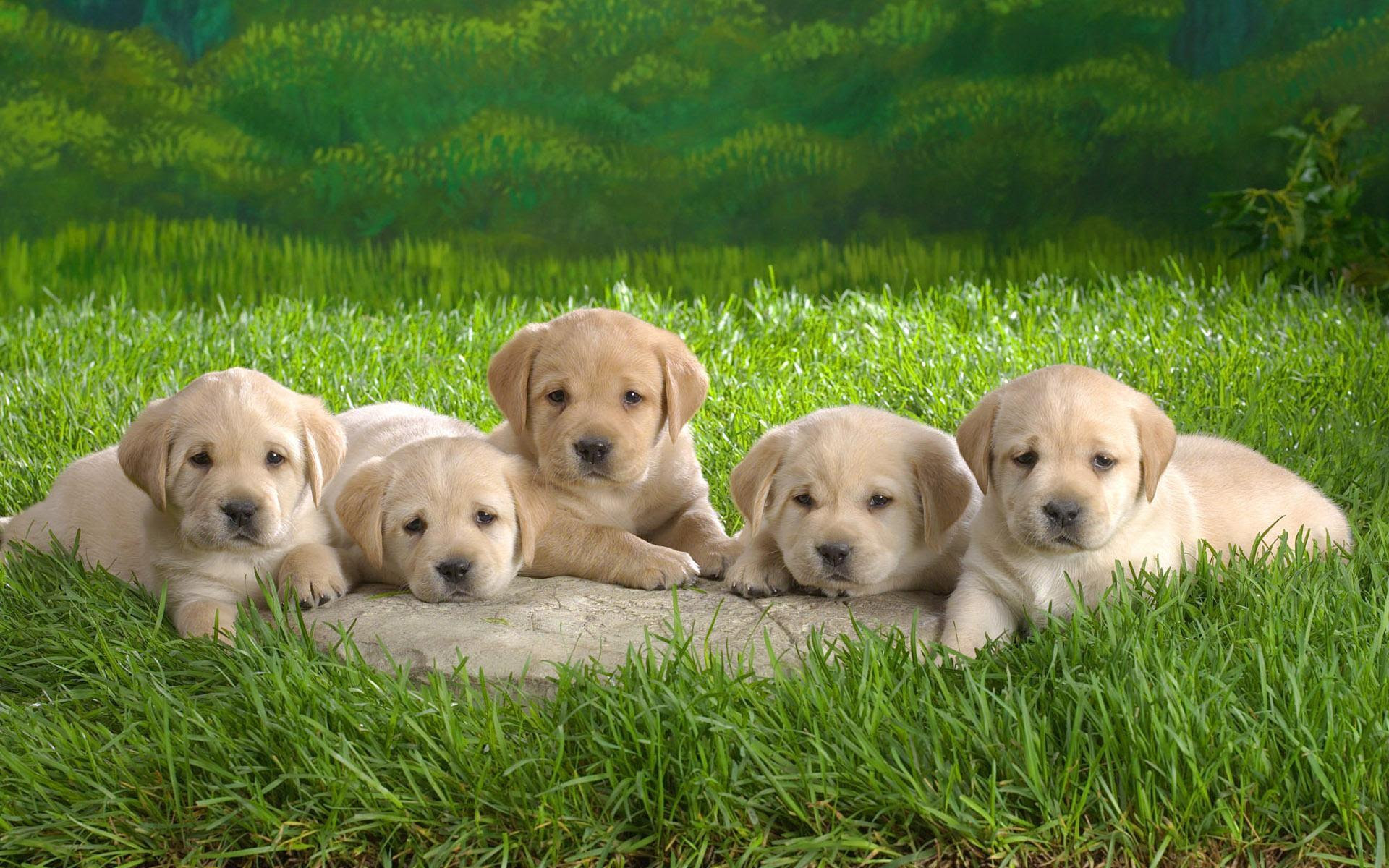 Cute Baby Animals Wallpapers  Wallpaper Cave