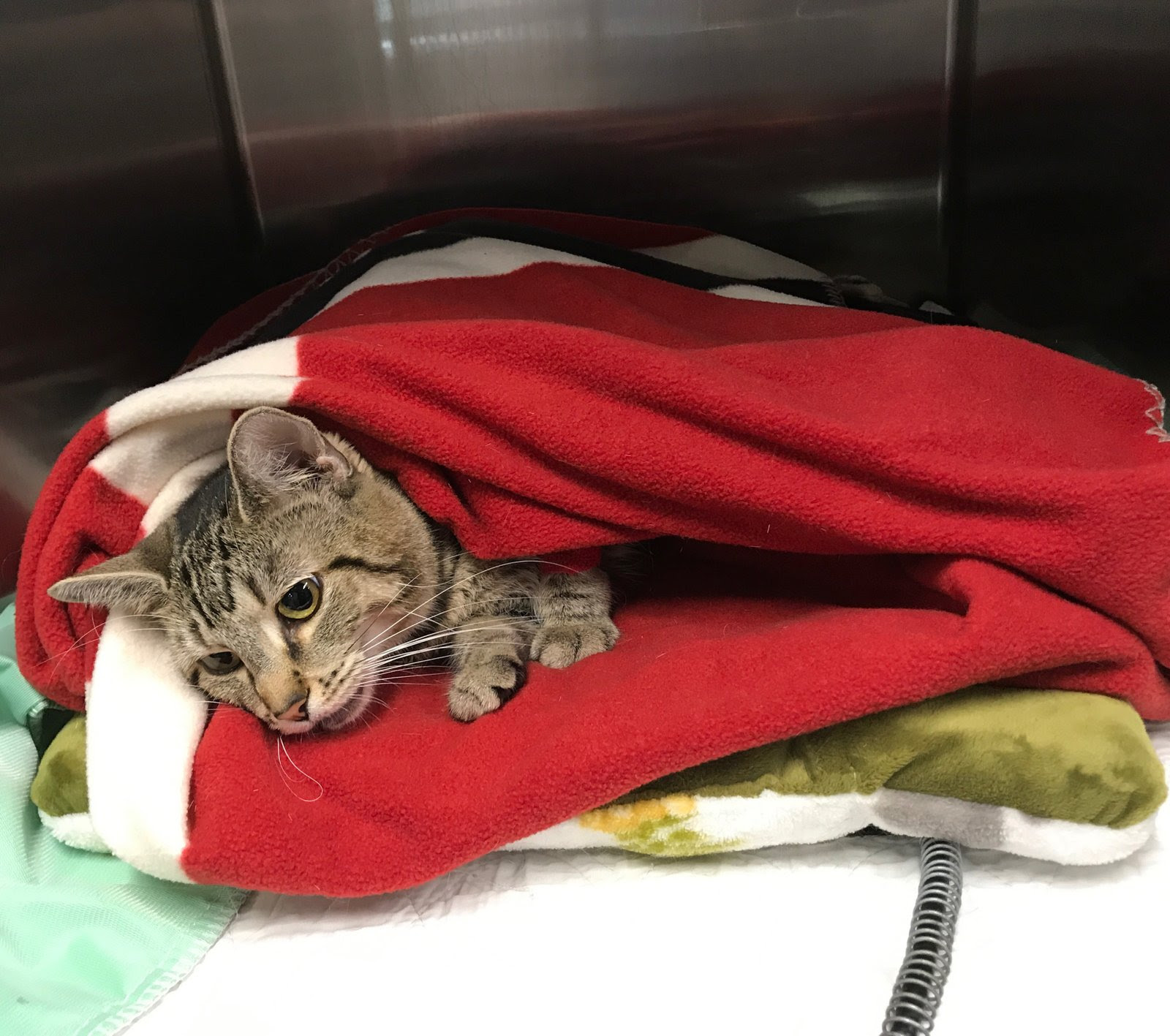 A Declawing Vet In Denial And Chicken The Cat S Tragic Story City The Kitty Official