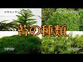 苔 種類 育て 方 518065-苔 種類 育て方