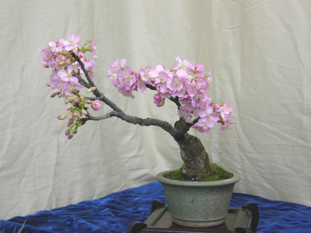 ミニ盆栽 ベランダ日誌 おかめ桜が開花