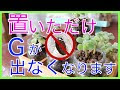 虫除けハーブ ミント 庭 ゴキブリ 201747