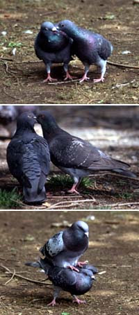 いきもの通信 Vol 48 今日の観察 楽しいハト観察 その2 ハトの交尾を観察する