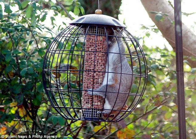 Victory! It manages to squeeze its whole body into the cage to get its reward