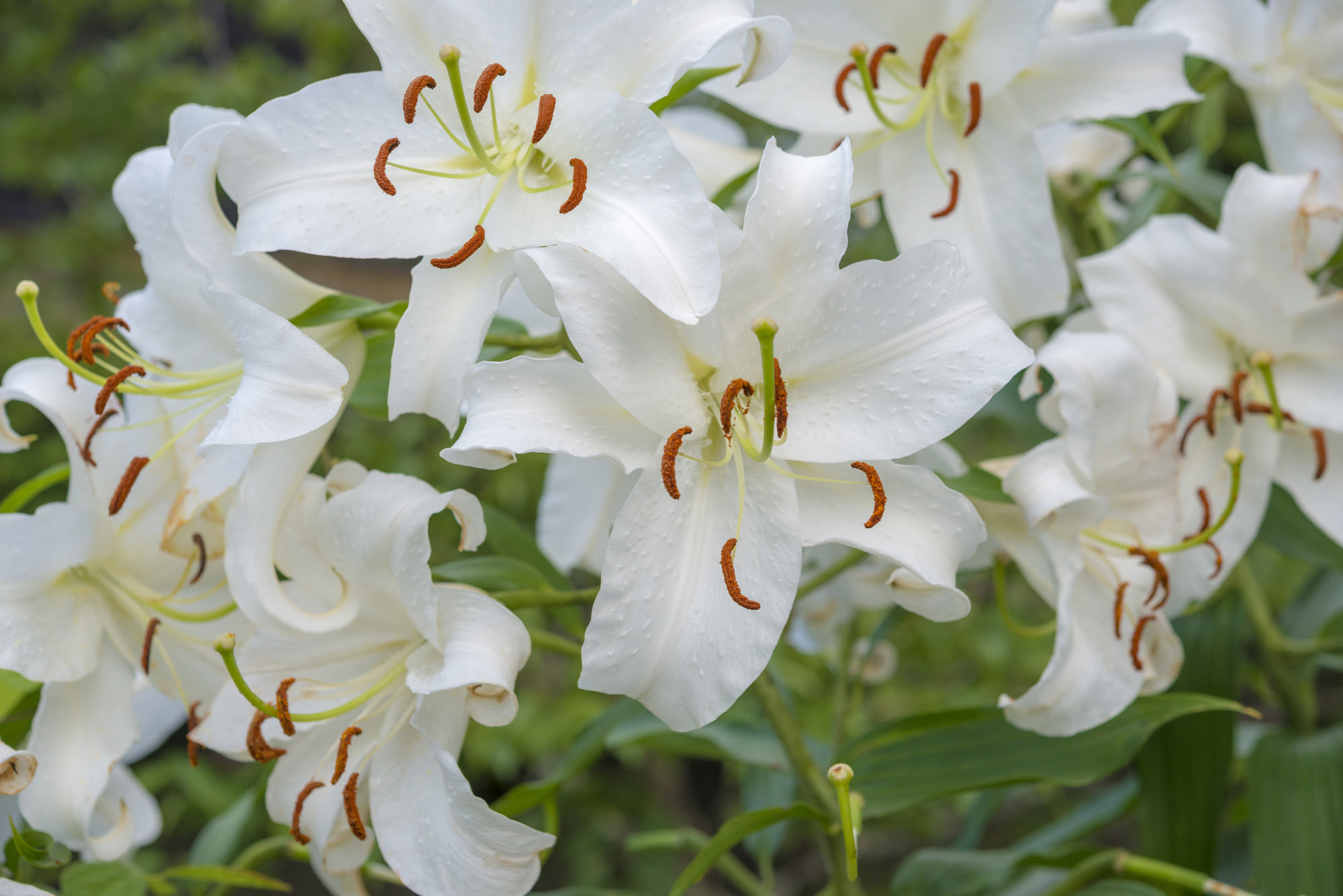 カサブランカ 近畿二府四県の花寺めぐり 関西花の寺二十五カ所