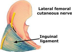 Lateral Femoral Cutaneous Nerve - Copyright – Stock Photo / Register Mark