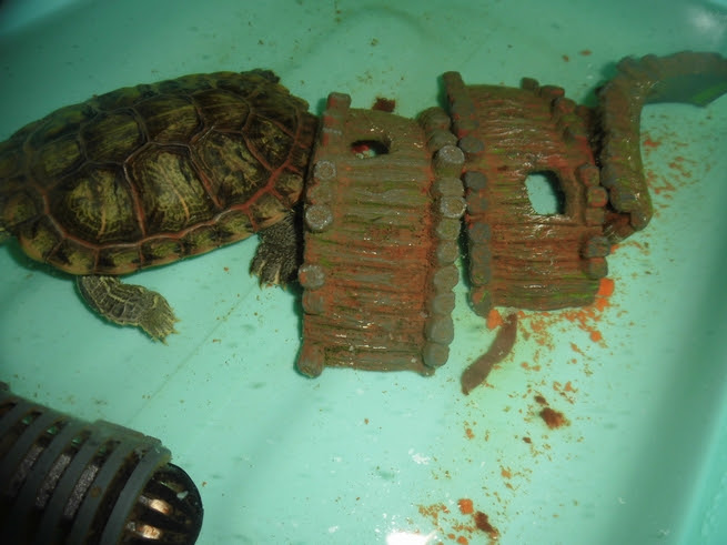 カメは自分のフンを食べる 糞食って体に害はないの わんにゃんうぇぶ ペットと一緒に暮らせる住まいが もっと身近になるように 住まいをよく知る不動産広告会社が所沢から発信