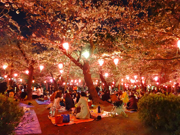 夜の鶴舞公園花まつり16 No 15 照片共享页面 撮影蔵