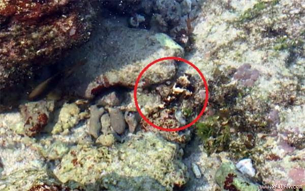 Loài cá này được ngư dân gọi tên là cá san hô, cá đá,... Bởi chúng sinh sống chủ yếu ở khu vực rạng (đá ngầm) và có màu sắc giống như cục đá, san hô. Khi loài cá này nằm yên một chỗ, nếu k