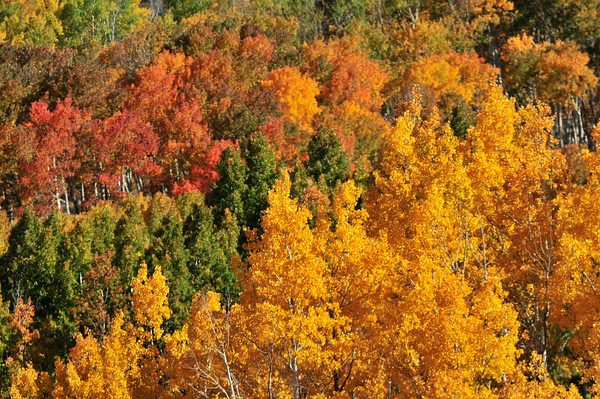 brown, red, orange, gold and green