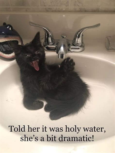 Gif is usually a looping animation. Dramatic kitten is dramatic - Lolcats - lol | cat memes | funny cats