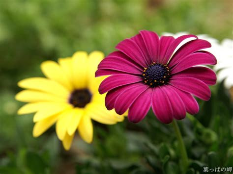 La reconocerás por sus vistosas y coloristas hojas. Plantas Ornamentales, JardinerÃ­a, Flores y Horticultura