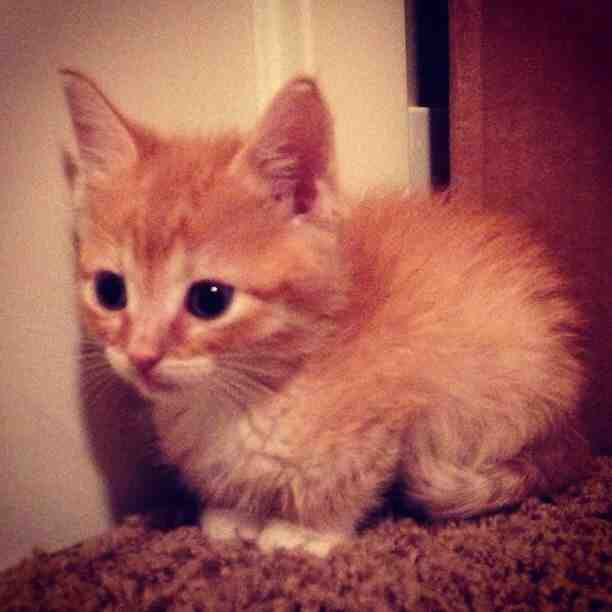 Rip Ollie He Was 4 Weeks Old When I Adopted Him From A Local Pet Rescue Shelter He Died A Week Later From Fading Kitten Syndrome Similar To Sids Vet Said There