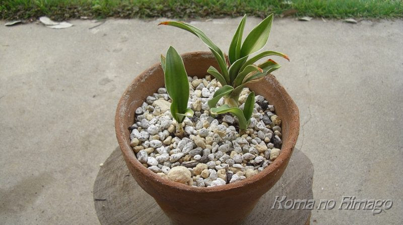 オモト 万年青 の植替え こま吉っちゃんのひ孫 こま吉っちゃんのひ孫