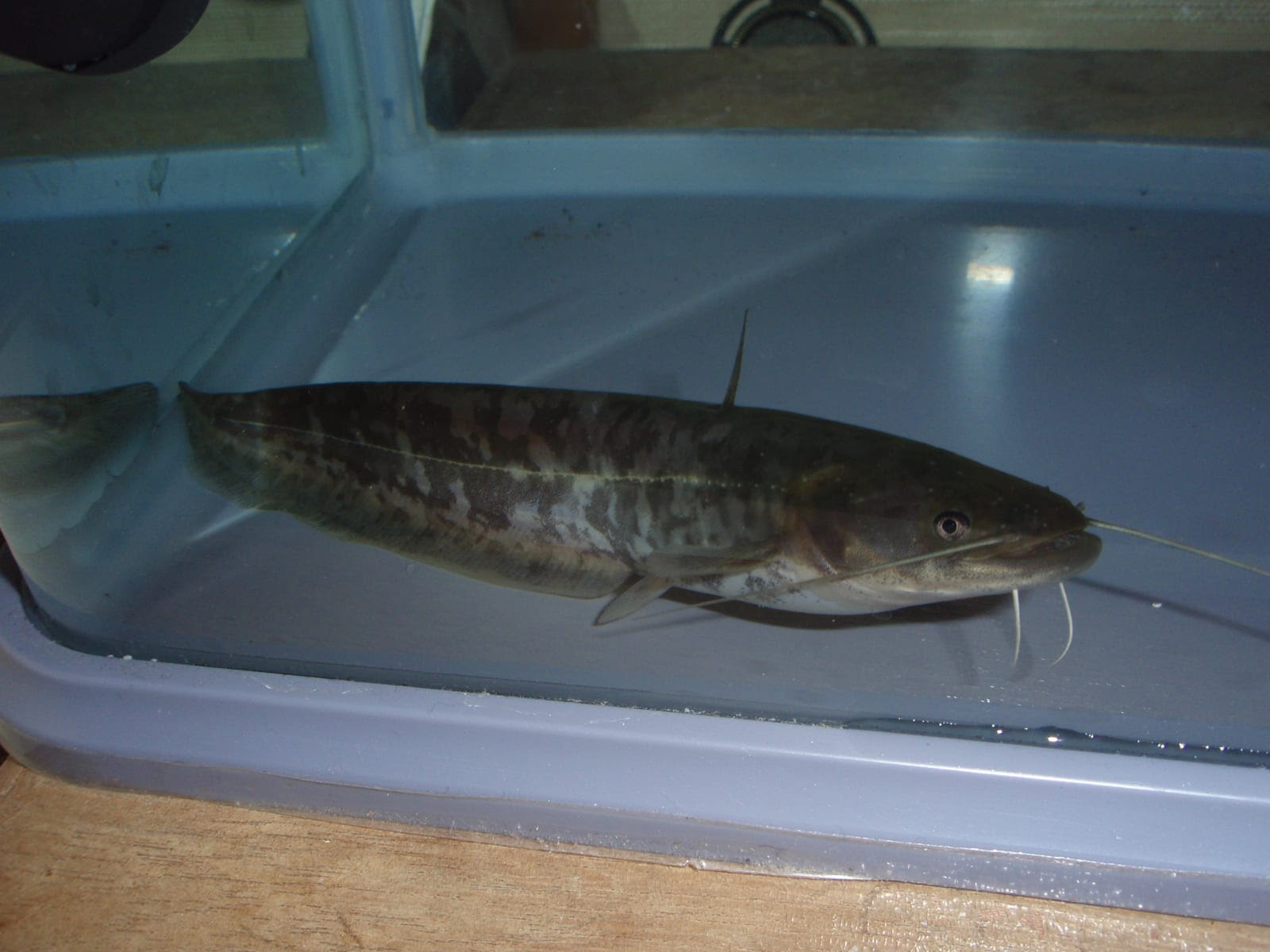 魚 のブログ記事一覧 4ページ目 ズク無し生きもの館