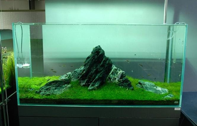 1010 Aquarium Design Amano Gratis Terbaru