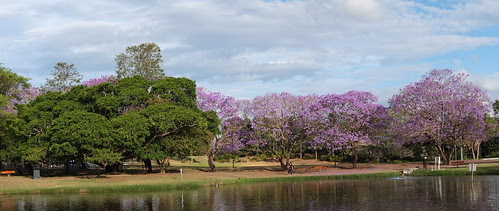 Jacarandas at the UQ lake