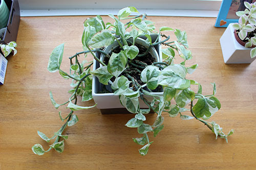 根元の伸びたポトスの手入れ ちびむすブログ