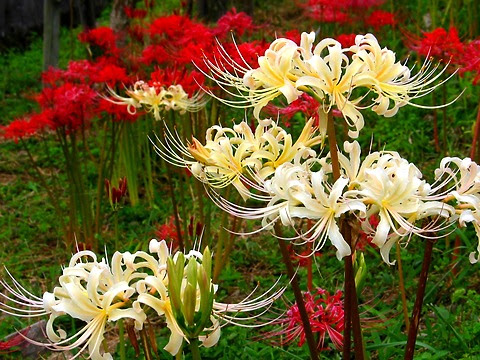 彼岸花 ヒガンバナ 白 兵庫と神戸の写真ブログ