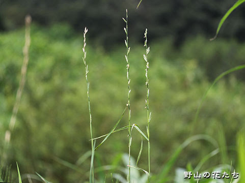 ホソムギ 野山の花たち 東北と関東甲信越の花