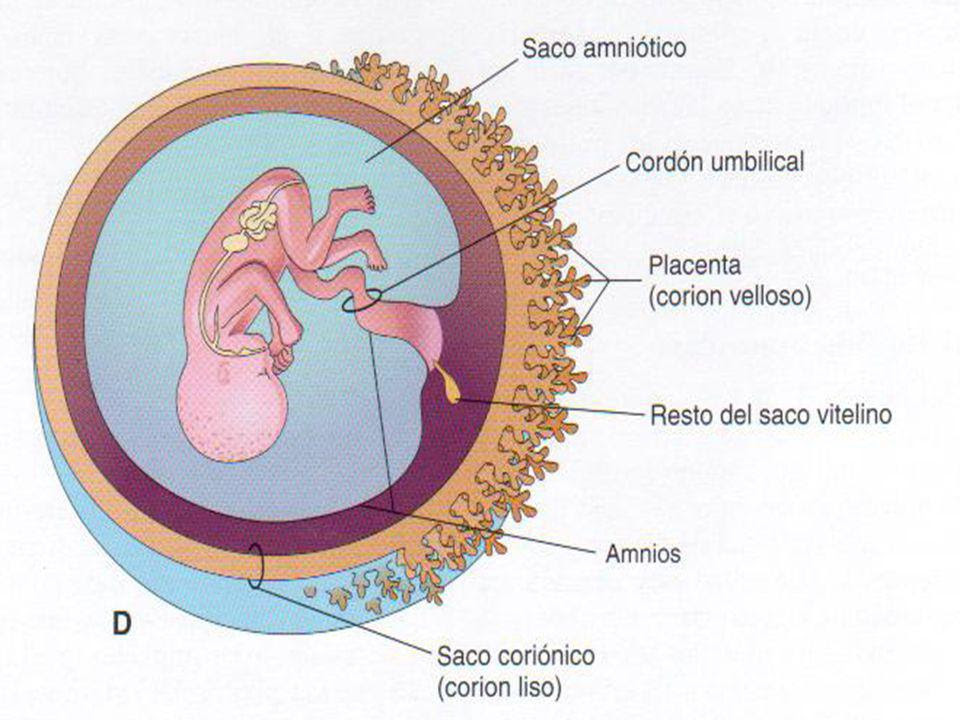 Resultado de imagen para amnios