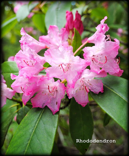 Rhododendron