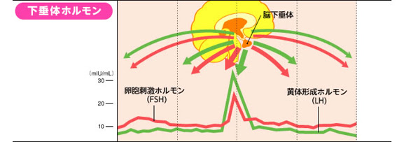 女性内科 七條胃腸科内科医院