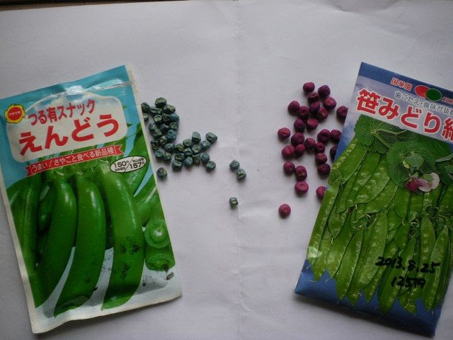 エンドウマメの種まき じいじの野菜づくり