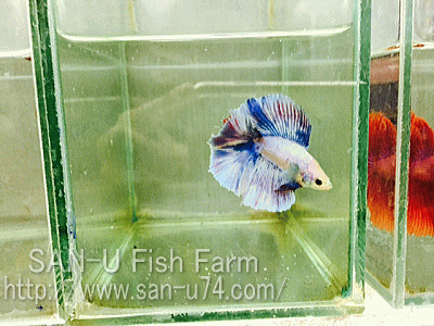 熱帯魚 現地からの売り込み写真