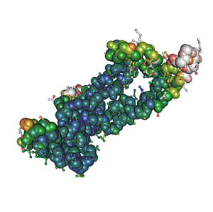 Salmonella Typhi H Antigen Recombinant Protein 228 22530