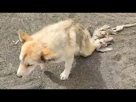 Young Man's Inspiring Bicycle Trip with a Disabled Stray Dog