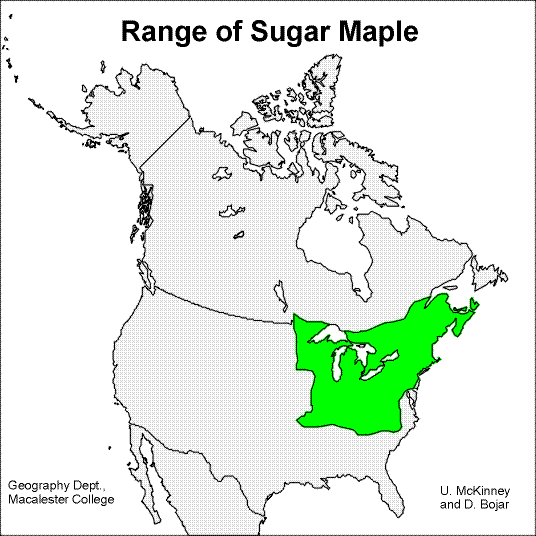 new york state tree. new york state tree sugar