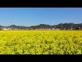 [コンプリート！] 千葉 県 菜の花 177733