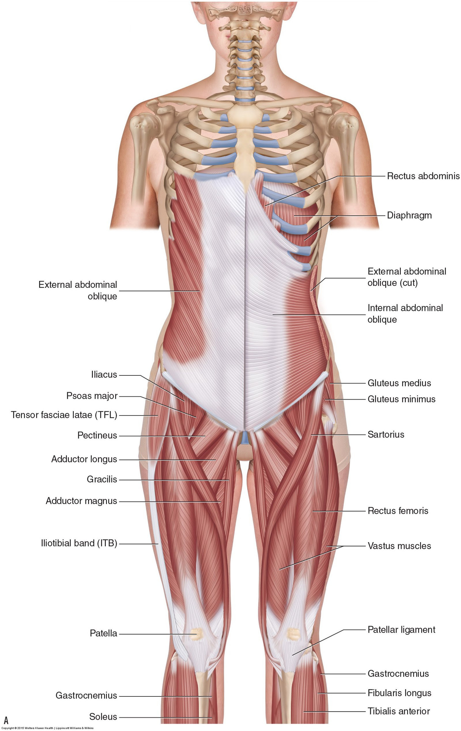 Muscles Of The Lumbar Spine Of The Trunk