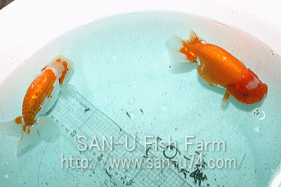 三卯養魚場 金魚 らんちゅう飼育器具販売