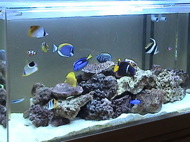 海水魚 カワイイペット