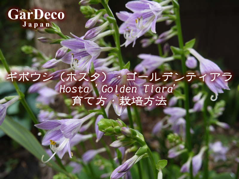 ギボウシ ホスタ ゴールデンティアラの育て方 Gardeco Japan