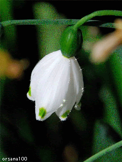 Весенний цветок