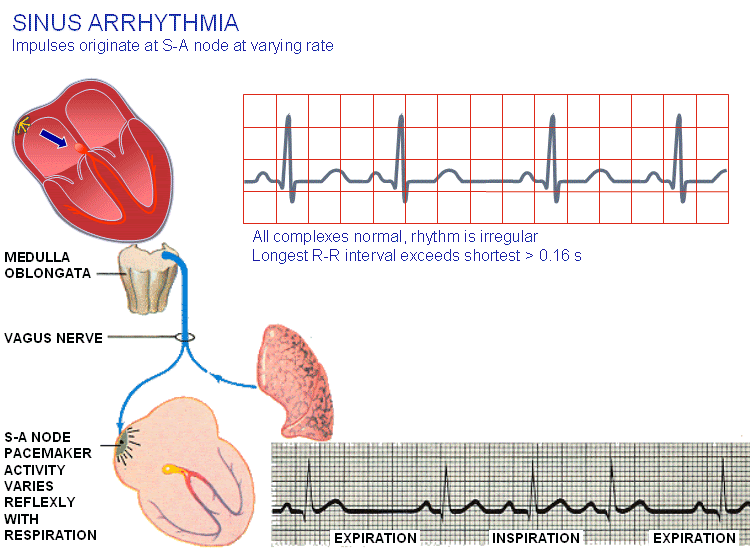 conducting system of heart. to the heart while the