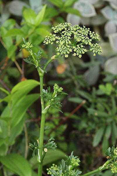 パセリの花 わぴちゃんのメモ帳