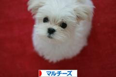 にほんブログ村 犬ブログ マルチーズへ