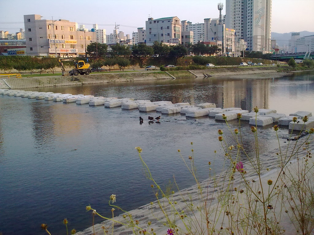 대구 신천둔치에서 둥지를 튼 청둥오리 가족 wild duck family made home at Sinchundunchi, Daegu #1