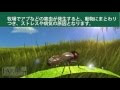 [10000ダウンロード済み√] アブ 退治 324747
