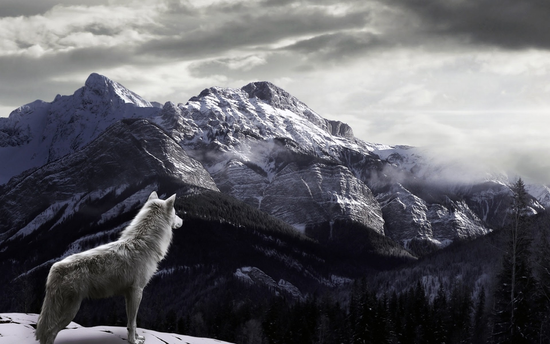 Wolf Wallpaper for iPhone (72+ images)
