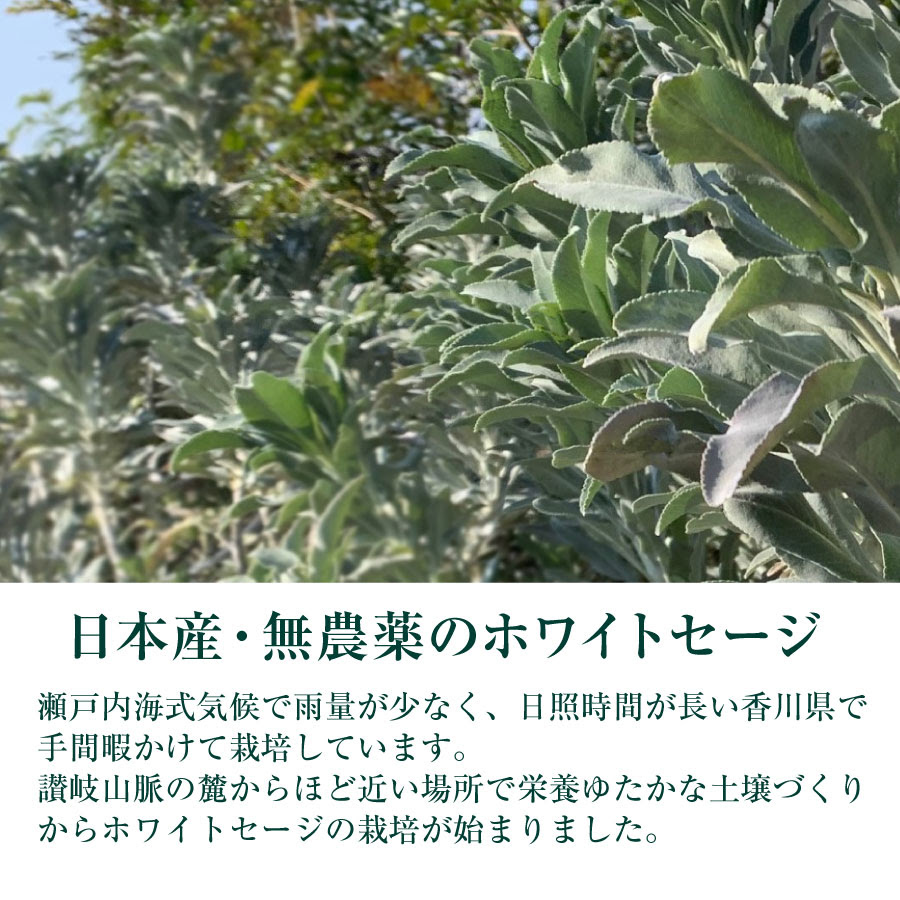浄化メンテナンスとパワーストーン販売の Liana 無農薬 限定数販売 日本産 浄化用 ホワイトセージ 枝付き 約10g