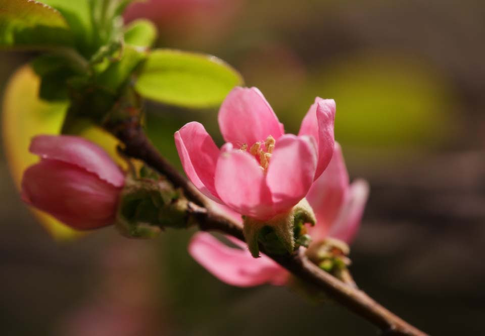 ゆんフリー写真素材集 No 2500 カリンの花 日本 東京