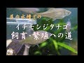 【ベストコレクション】 タナゴ オスメス 見分け方 217682-タナゴ オスメス 見分け方